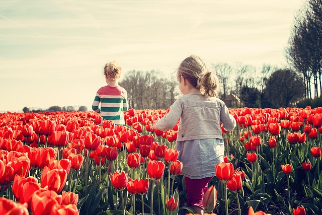 kvitnúce tulipány